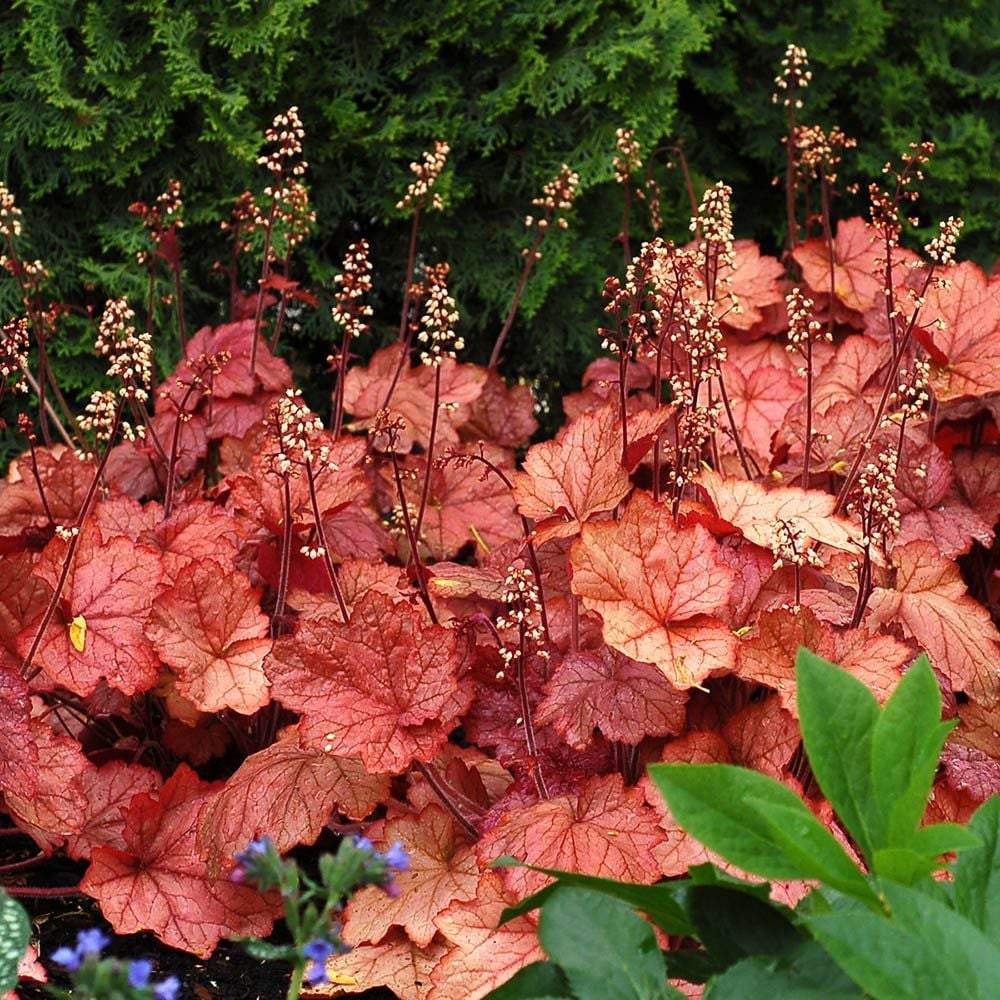 Heuchera 'Georgia Peach'