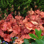  Heuchera 'Georgia Peach'