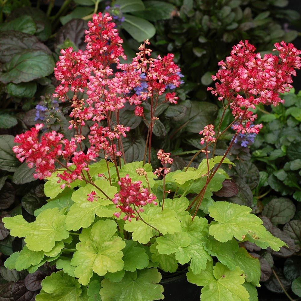 Heuchera Little Cutie™ 'Sweet Tart'