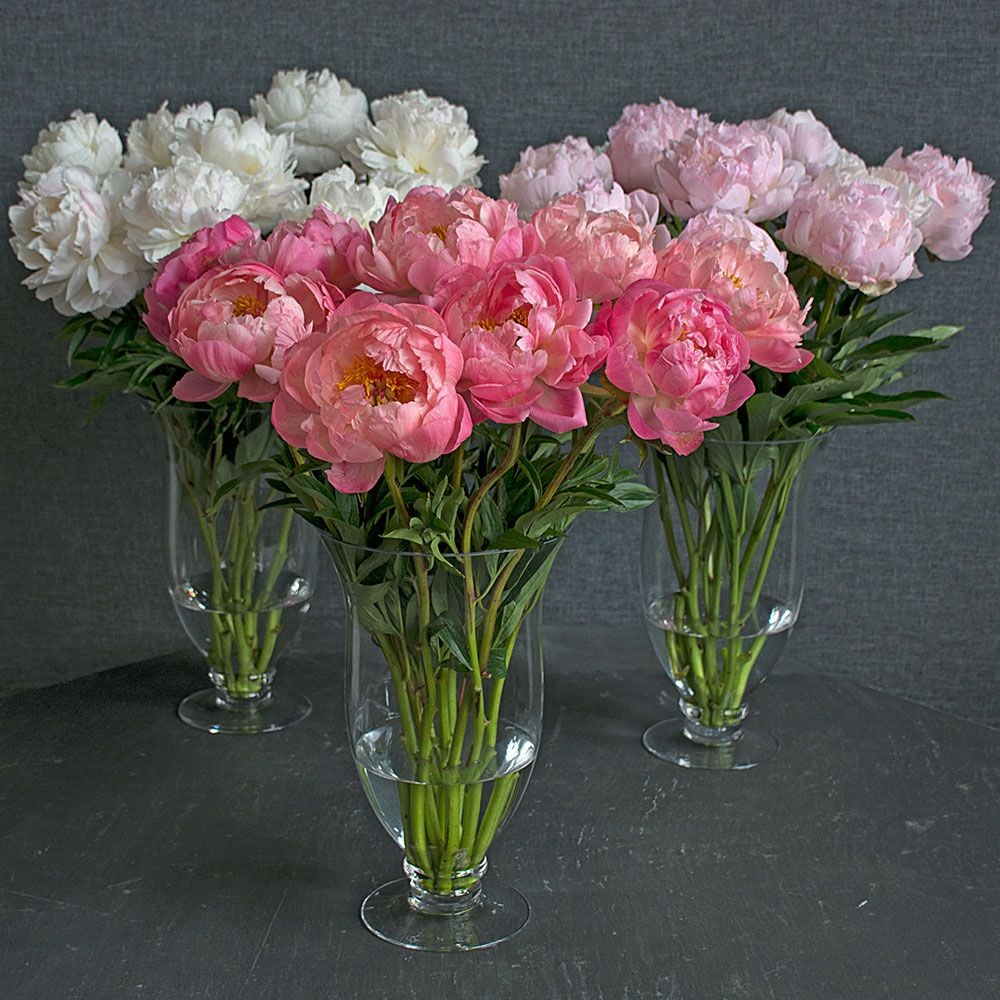 Weeks of Exquisite Peony Bouquets - Grower's Choice