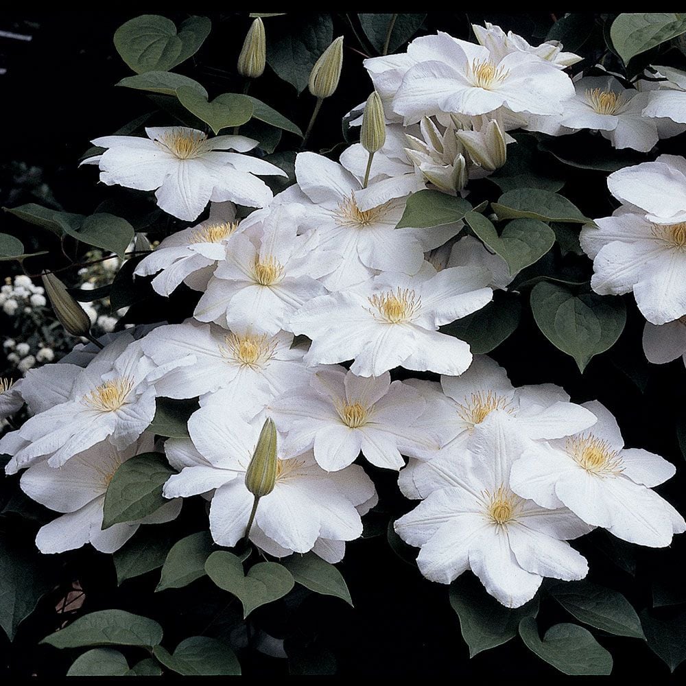 Clematis 'Candida'