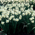  Narcissus 'Mount Hood'