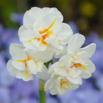  Narcissus 'Sir Winston Churchill'