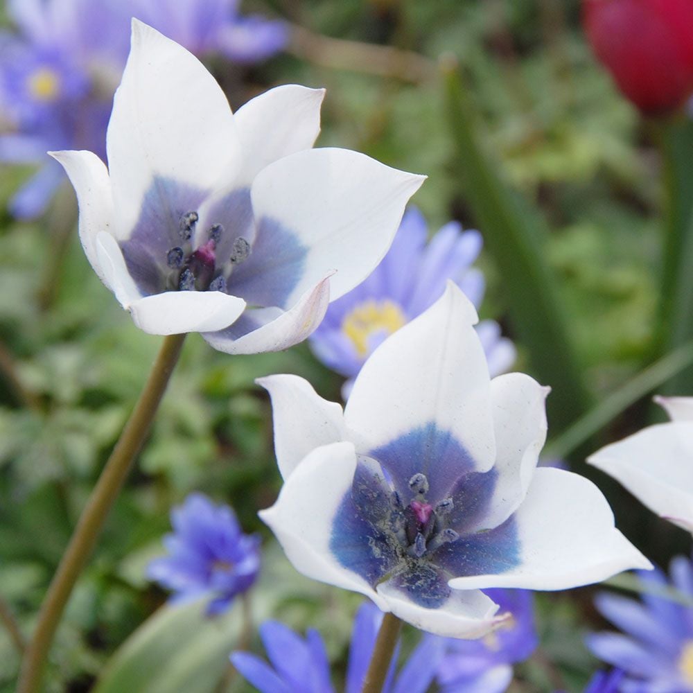 Tulip humilis 'Alba Coerulea Oculata'