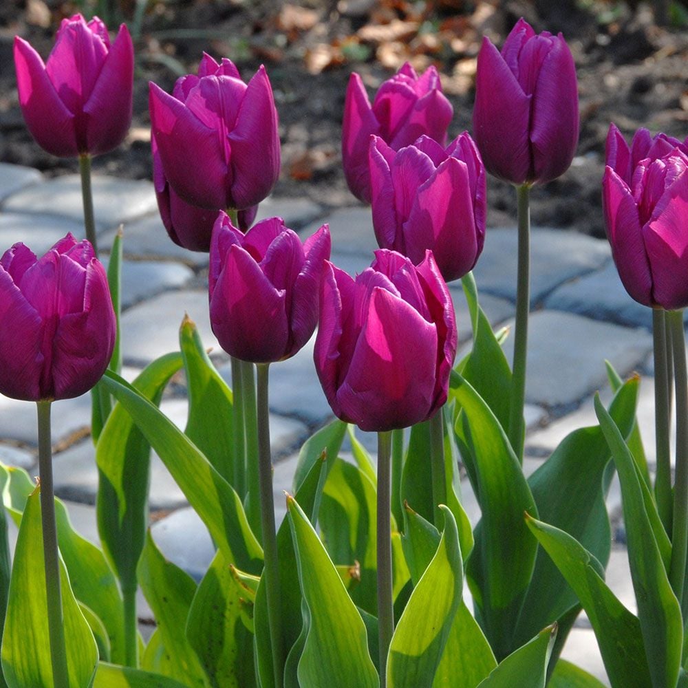 Tulip Purple Prince | White Flower Farm