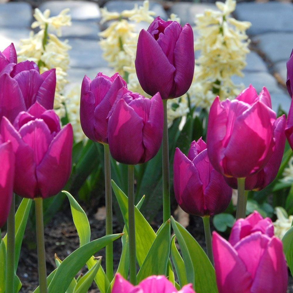 Tulip 'Purple Prince'