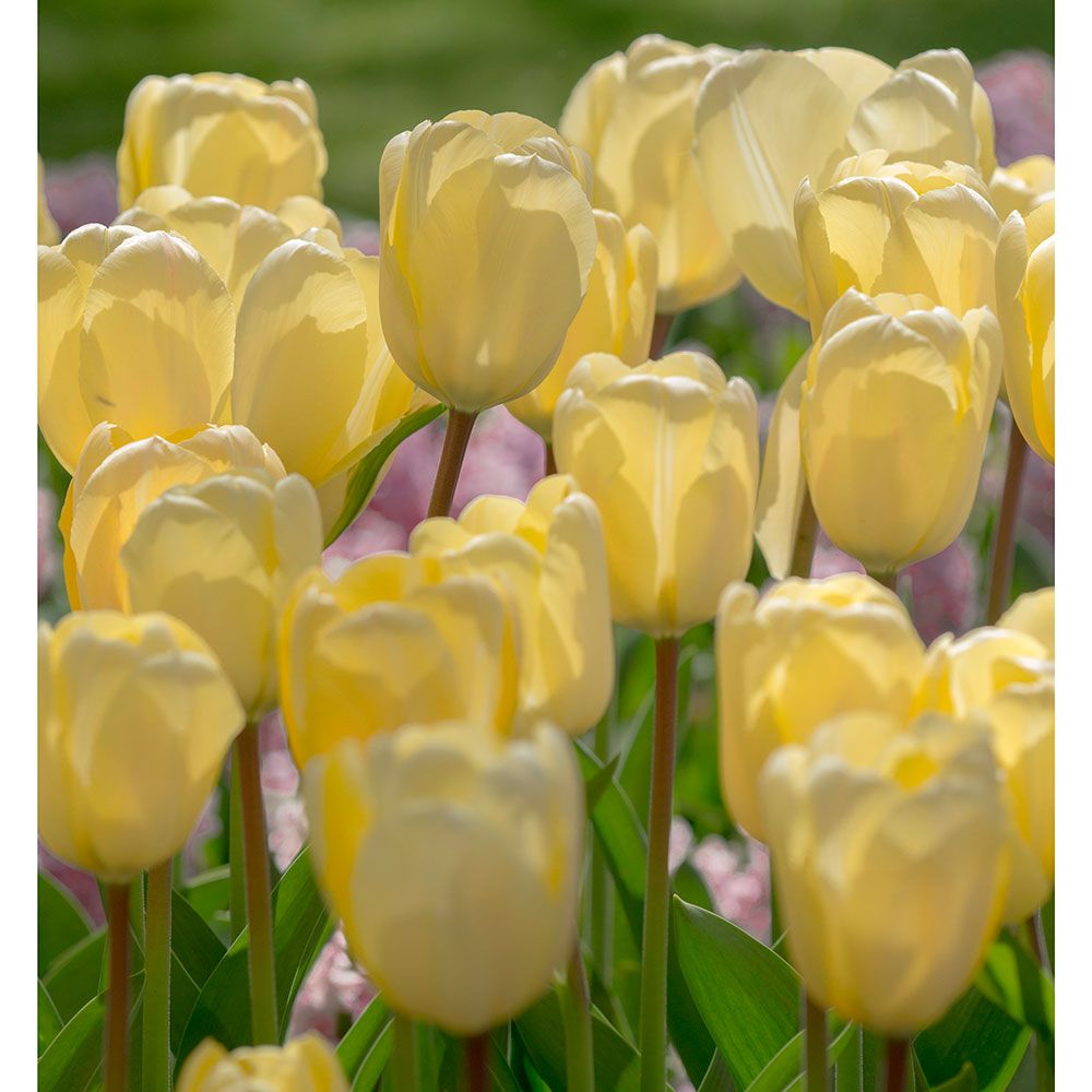 Tulip Vanilla Cream | White Flower Farm