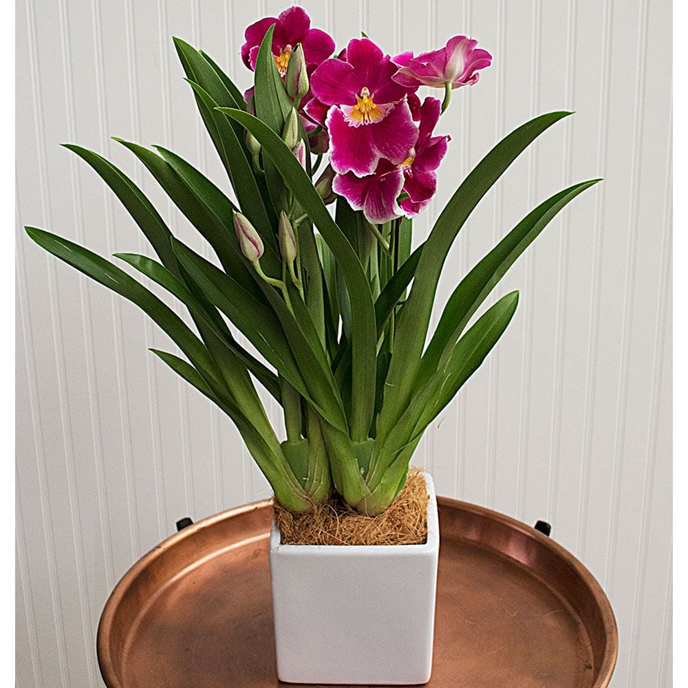 Miltonia Orchid White Flower Farm