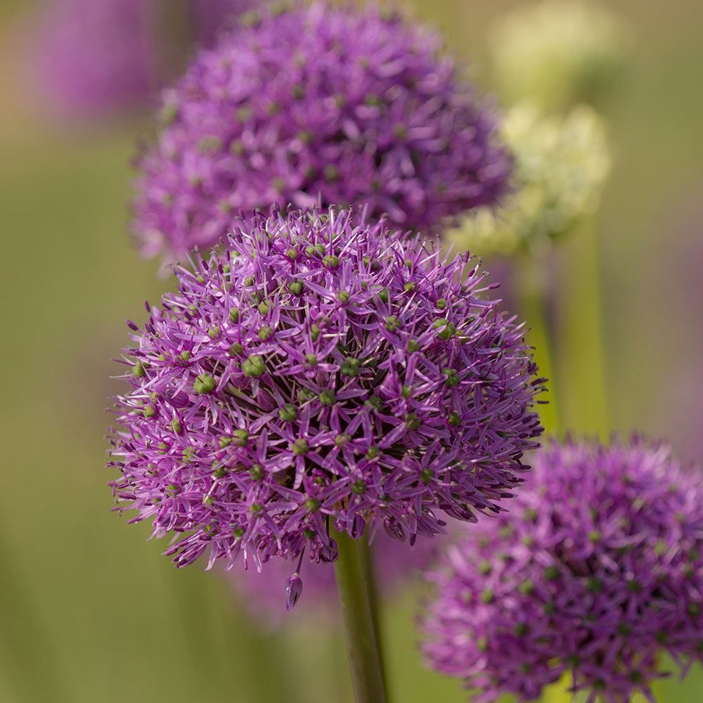 Allium Gladiator White Flower Farm