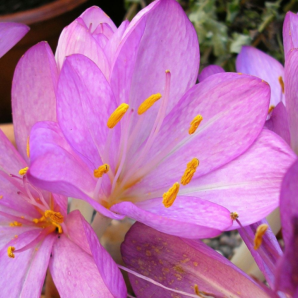 Colchicum cilicicum White Flower Farm