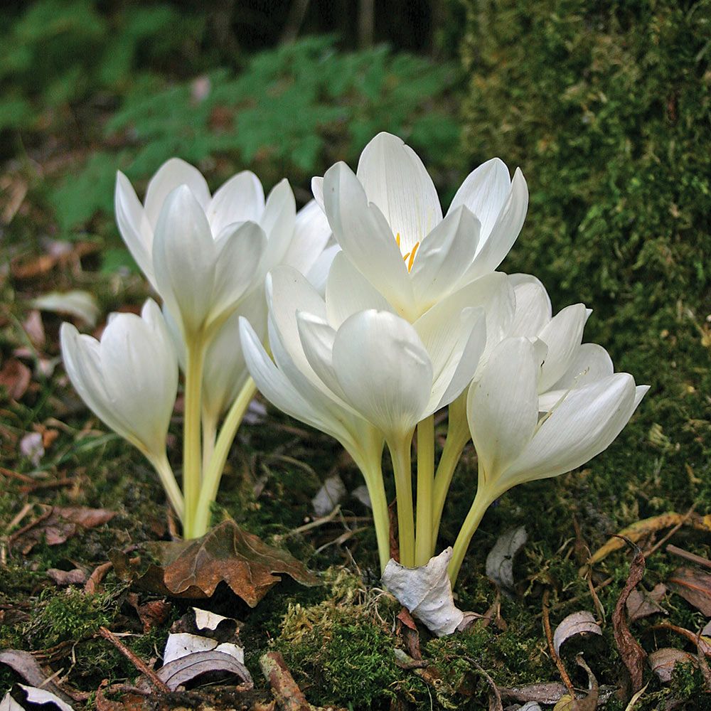 Colchicum speciosum 'Album'