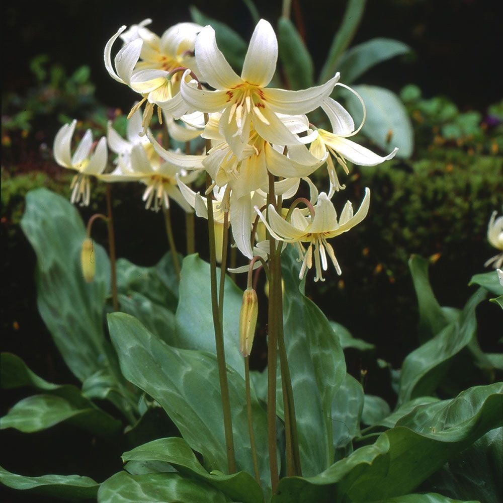 Erythronium californicum 'White Beauty'