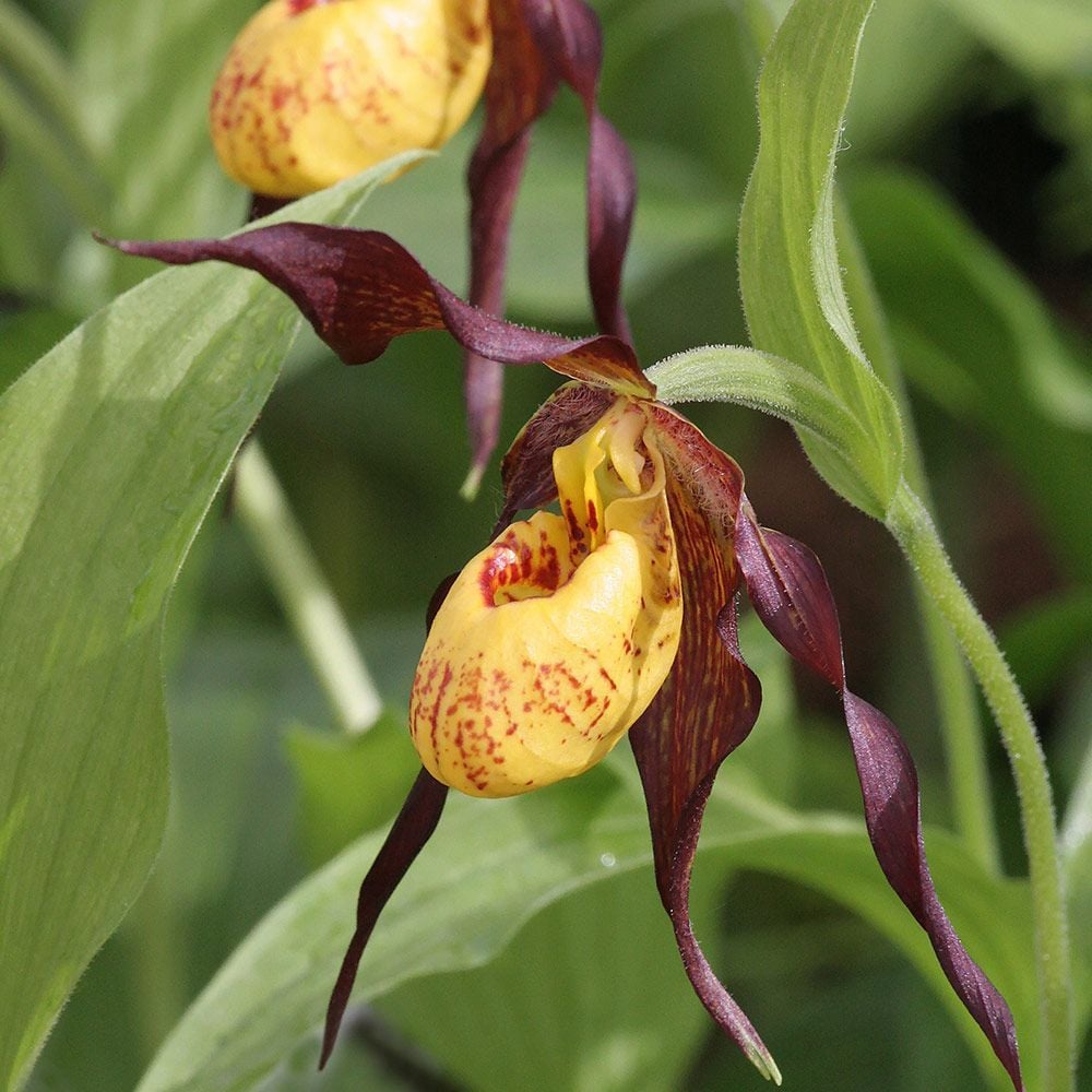 Lady Slipper White Flower Farm