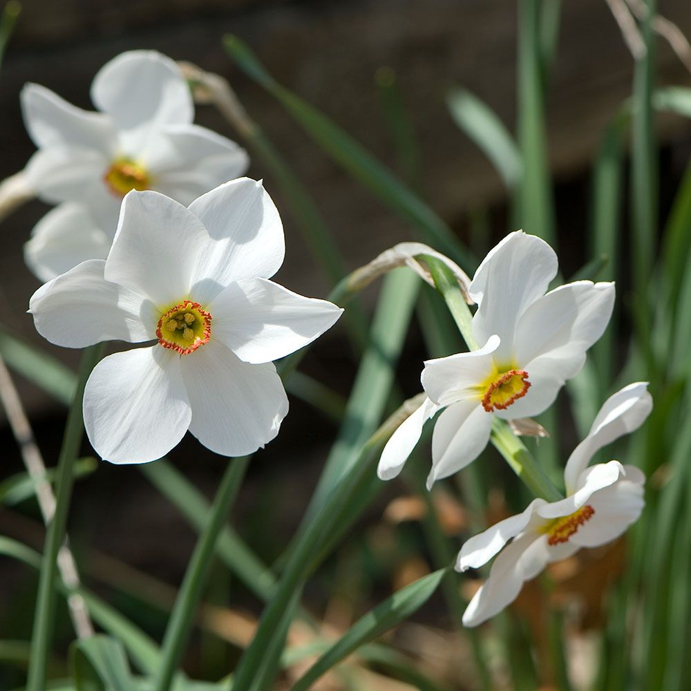 Narcissus Actaea | White Flower Farm