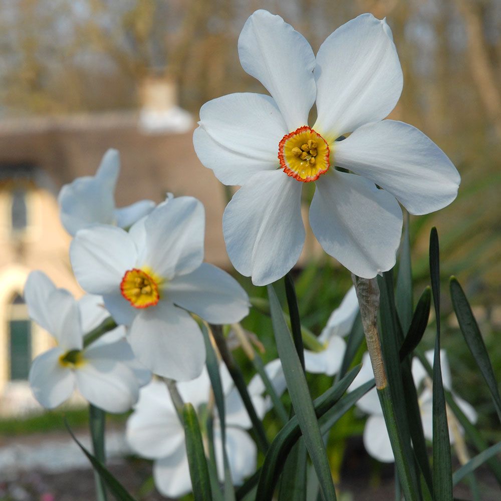 Narcissus Actaea | White Flower Farm