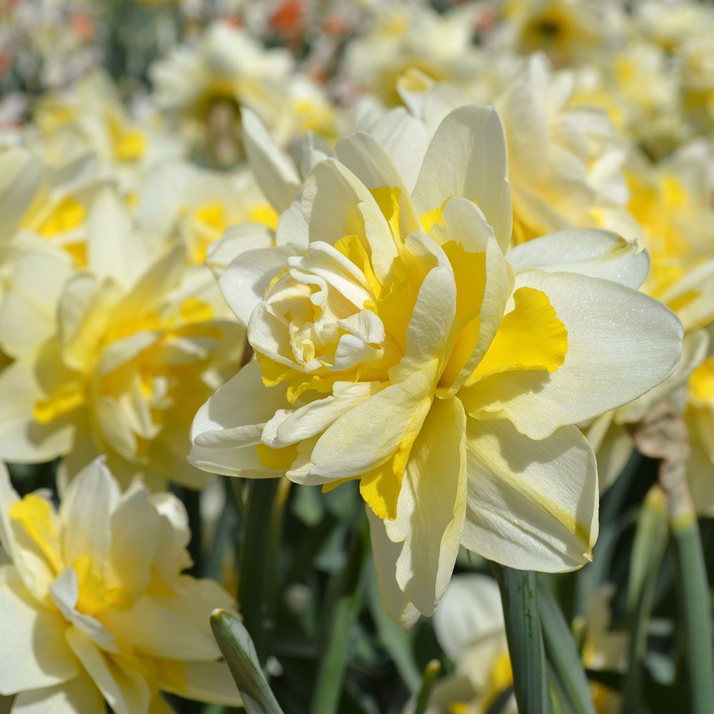 Narcissus 'Ambon' White Flower Farm