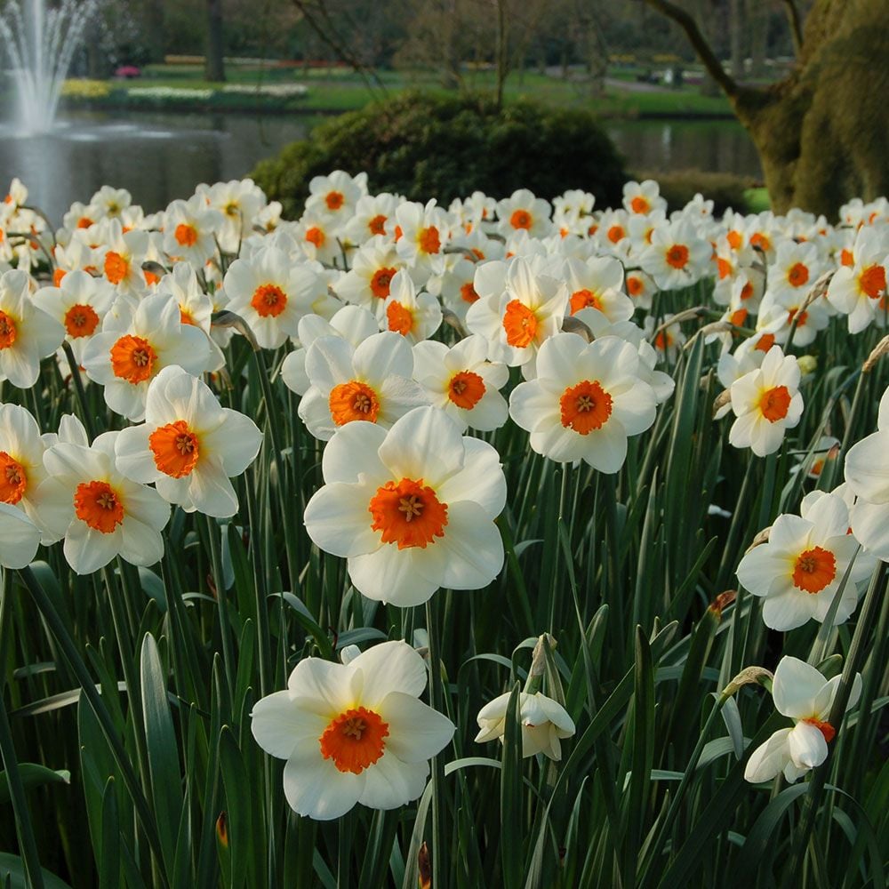 Narcissus 'Barrett Browning'