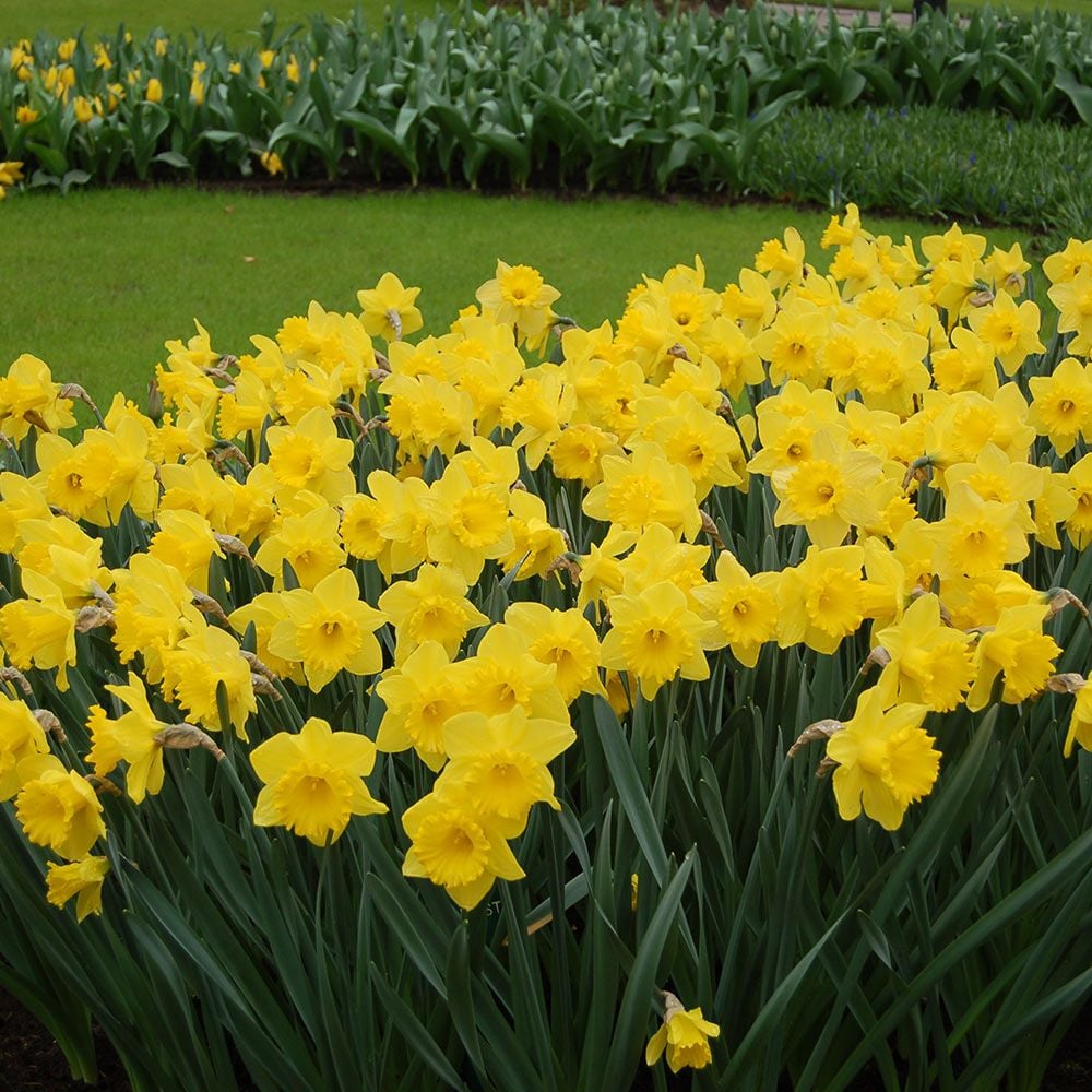 Dutch Master Trumpet Daffodil, Narcissus