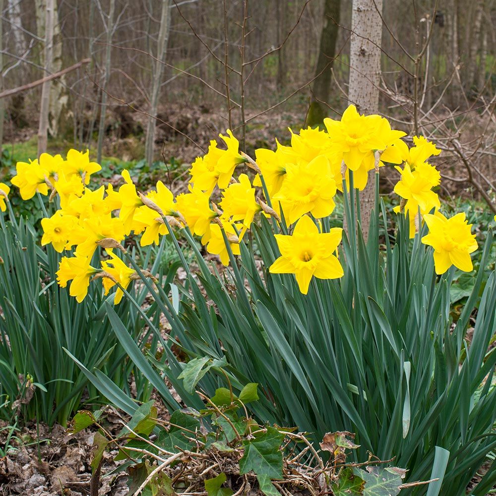 Narcissus Dutch Master White Flower Farm