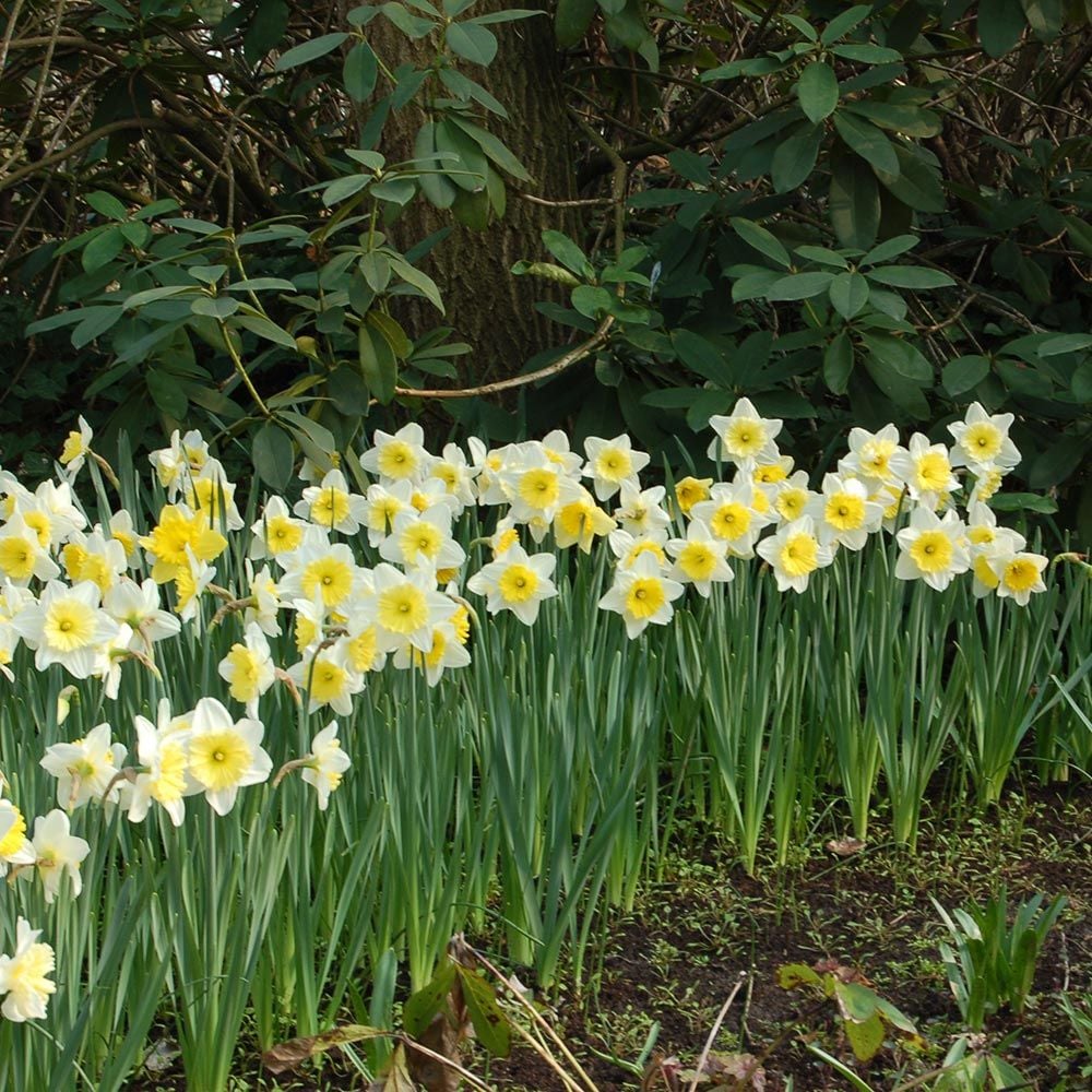 Narcissus Ice Follies White Flower Farm