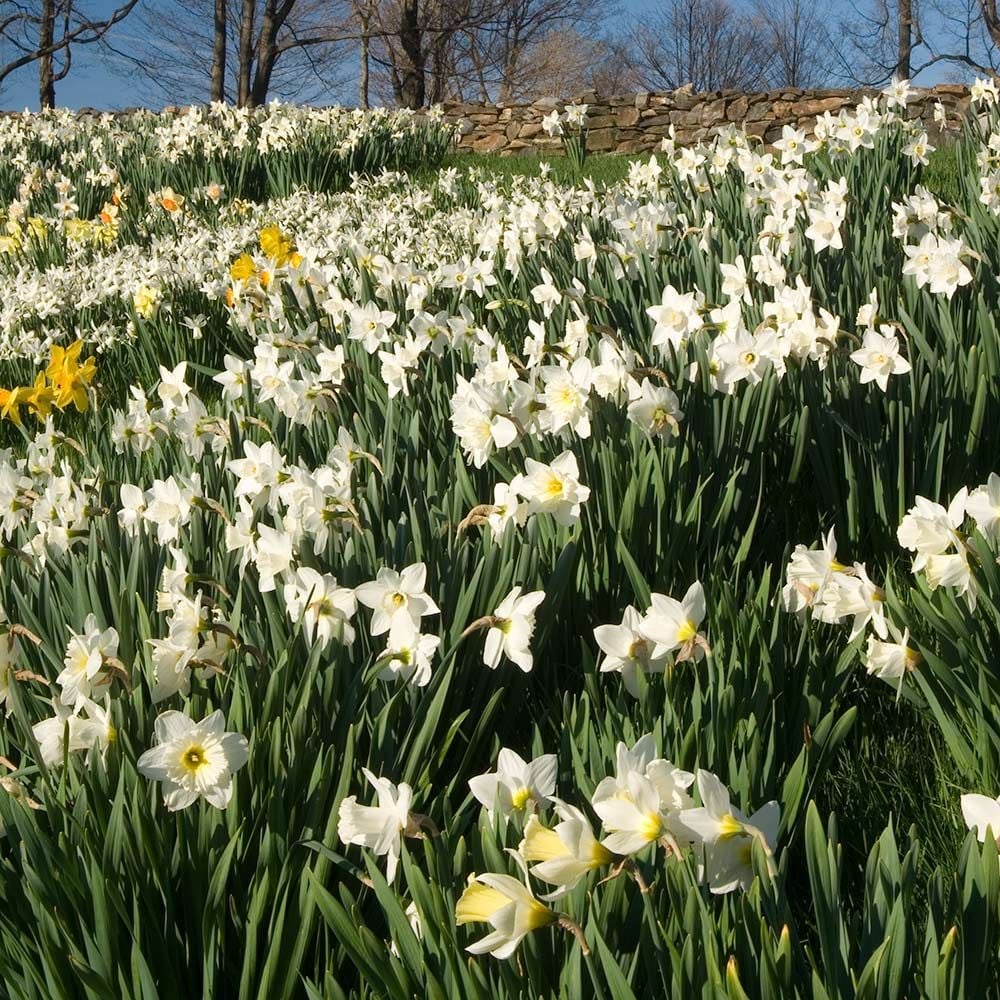 White Welcome Narcissus Mix
