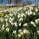  White Welcome Narcissus Mix