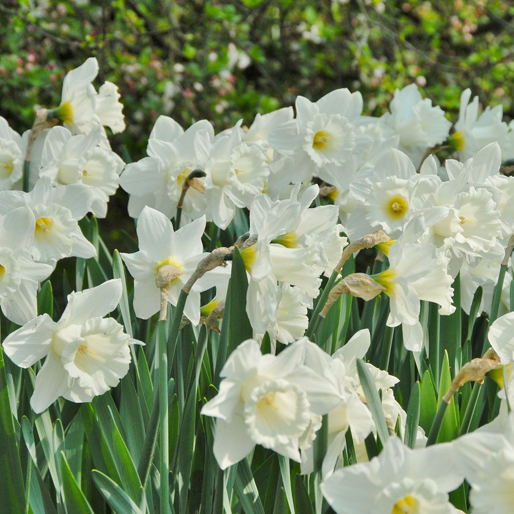 Narcissus 'Mount Hood'