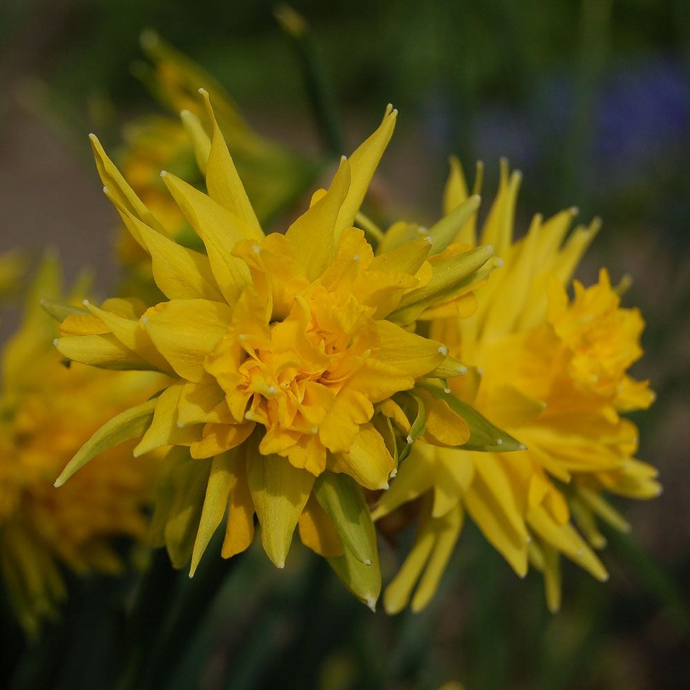 Daffodil Flower Name In Telugu Best Flower Site