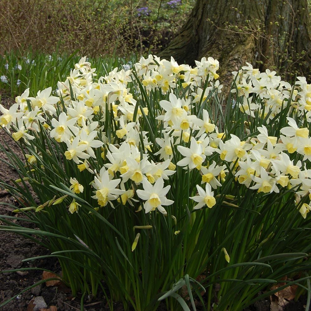 Narcissus 'Sailboat'