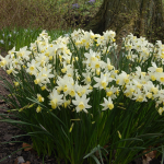  Narcissus 'Sailboat'
