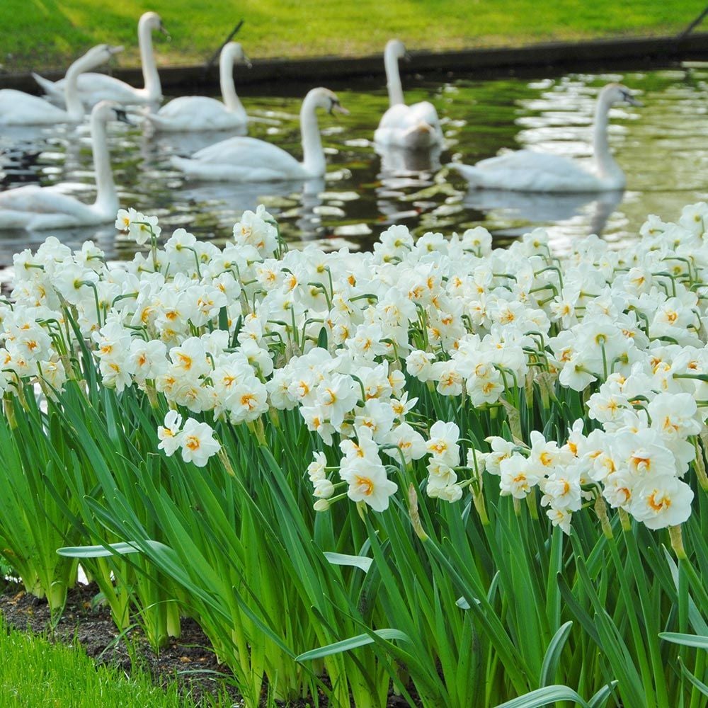 Narcissus #39 Sir Winston Churchill #39 White Flower Farm