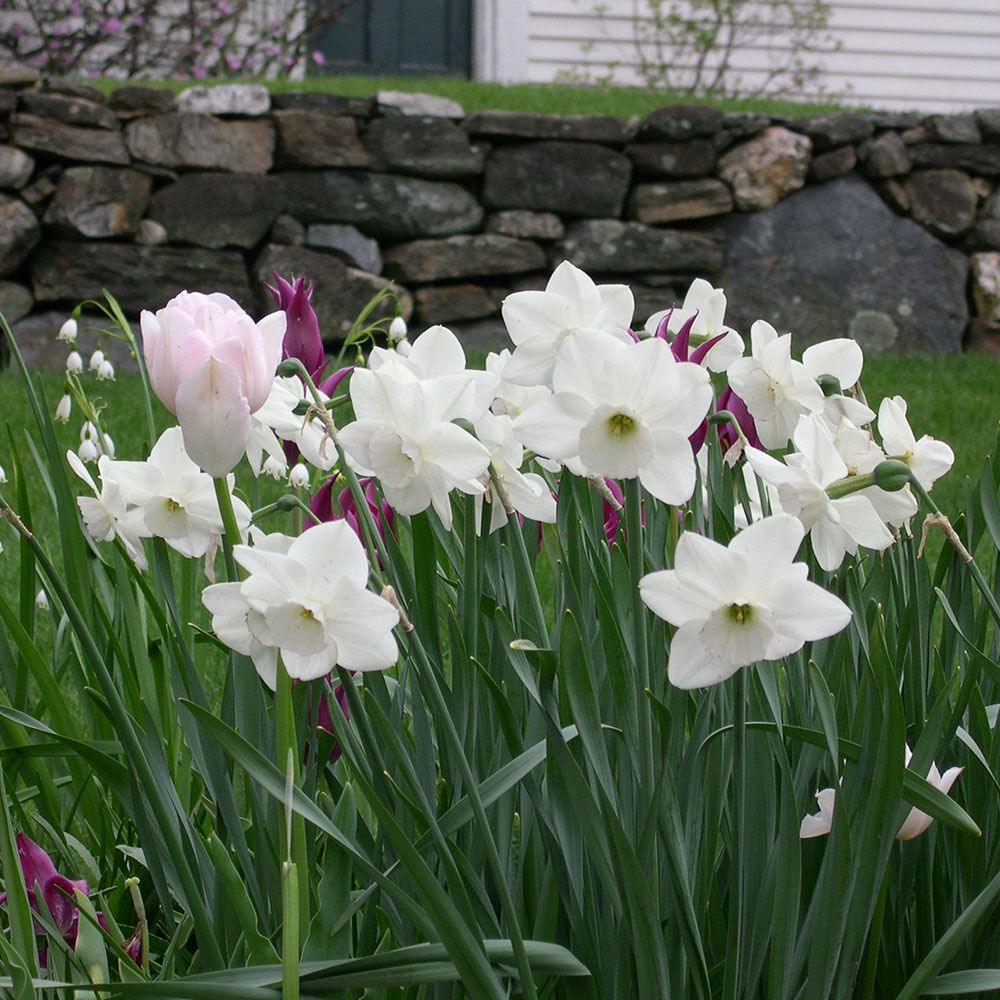 Narcissus Stainless White Flower Farm
