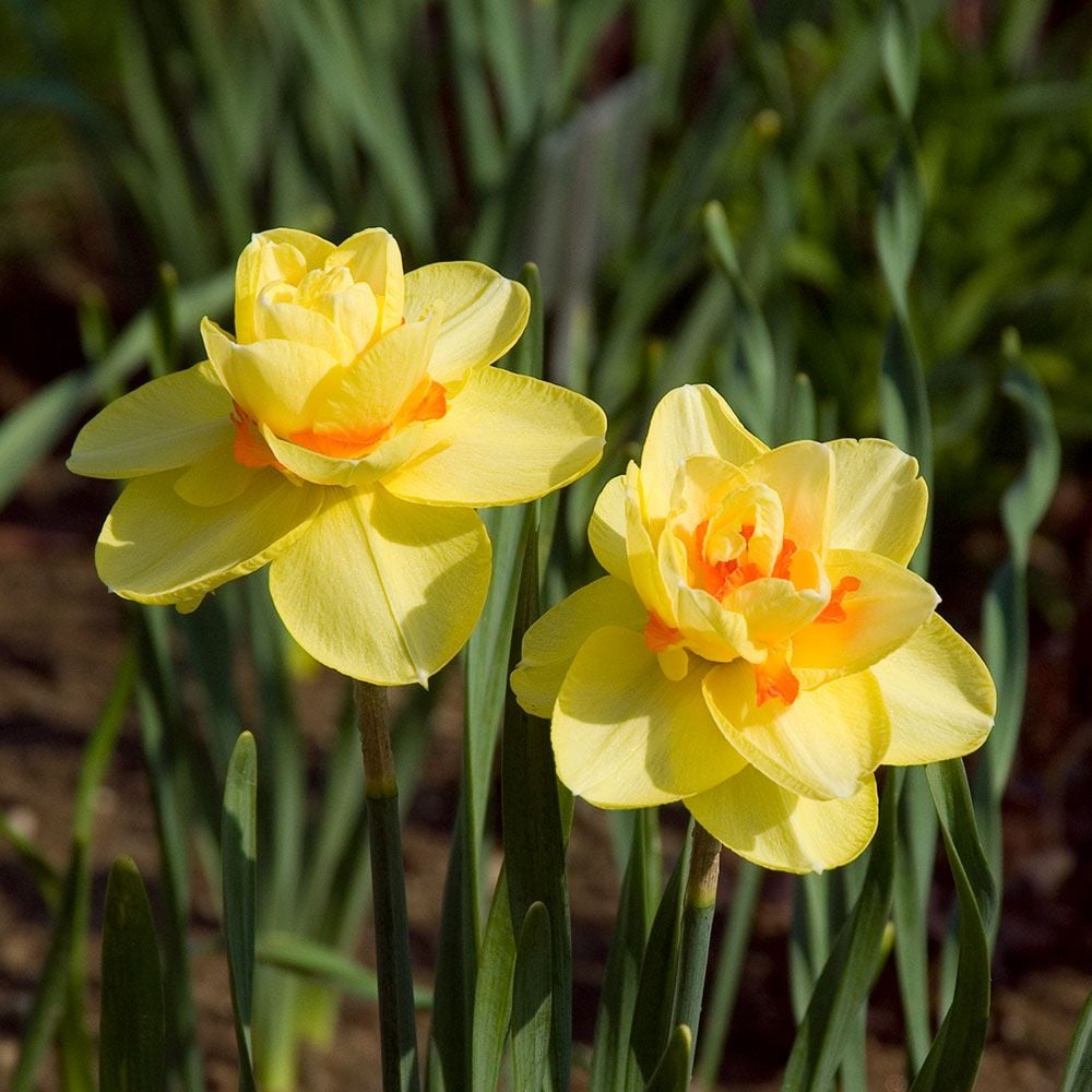 Narcissus 'Tahiti'