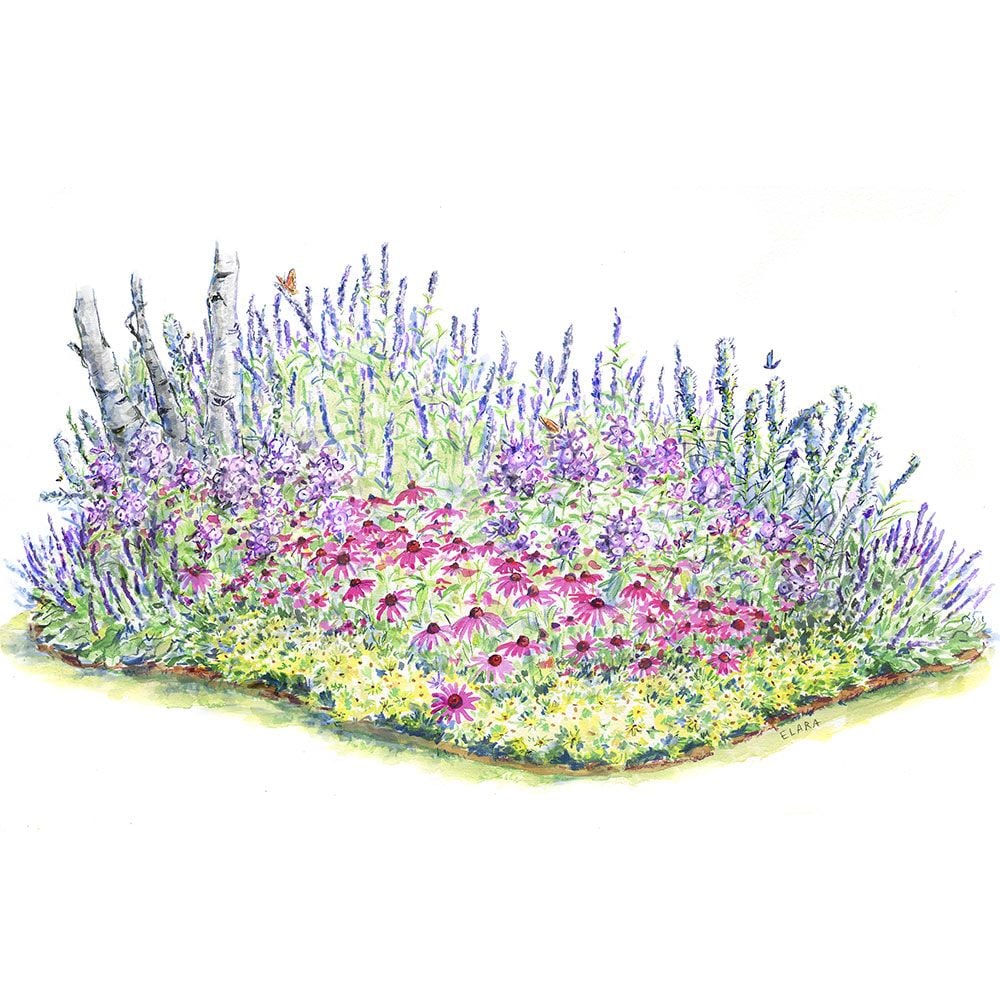 Pollinator Garden For Sun White Flower Farm