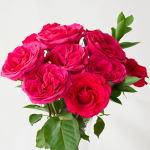  Hot Pink Rose Bouquet - 12 stems