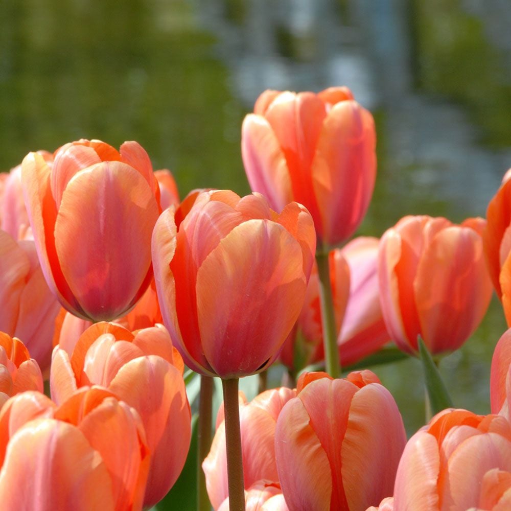 Tulip 20 Piece Apricot Impression, Huge Apricot Flowers Bulb Perennial Tulip Bulbs
