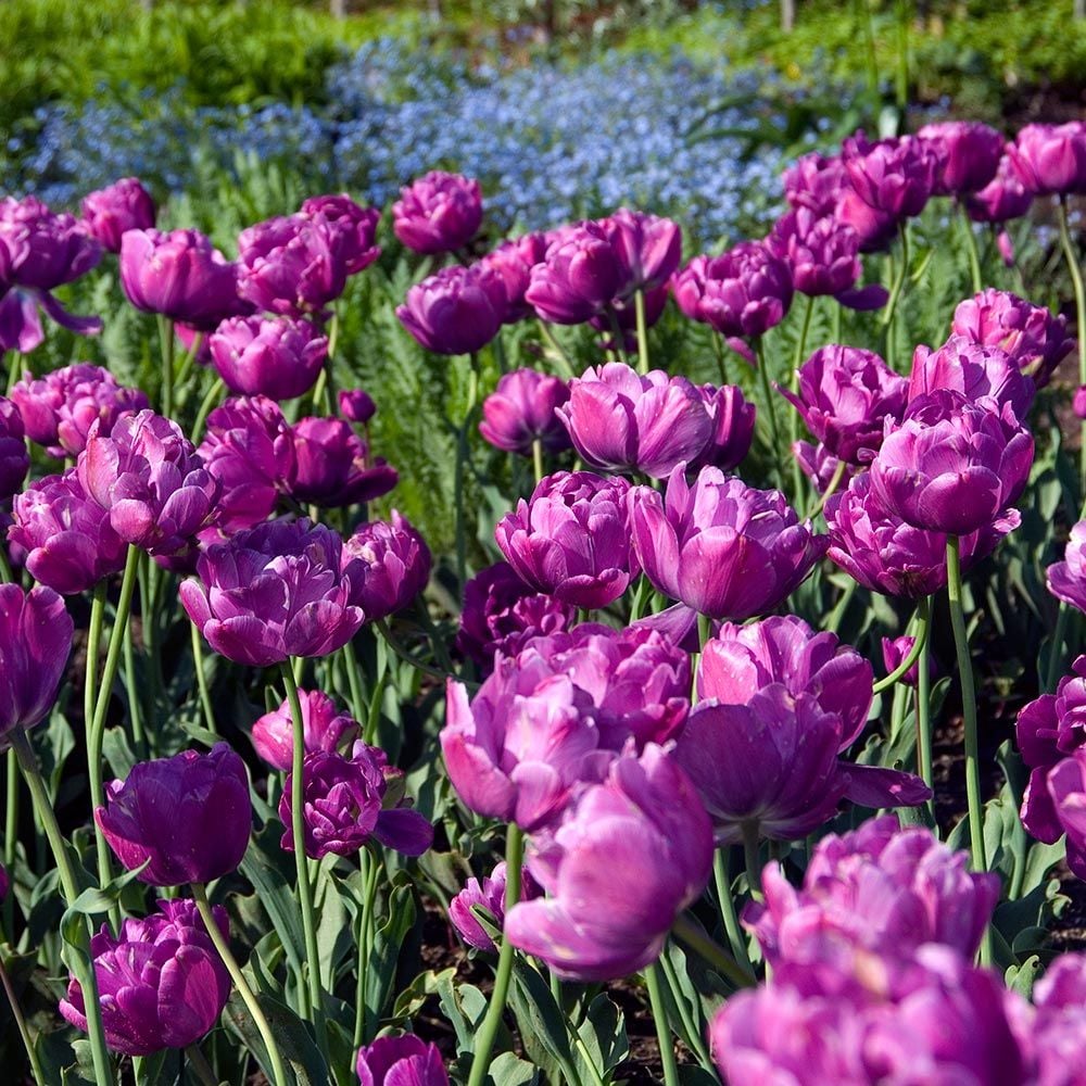 Tulip 'Blue Diamond' White Flower Farm