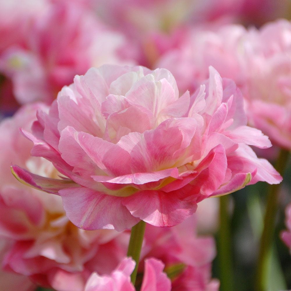Tulip 'Double Sugar'