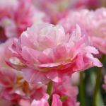  Tulip 'Double Sugar'