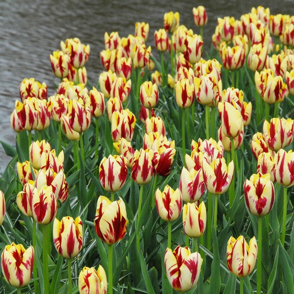 Tulip 'Grand Perfection' White Flower Farm