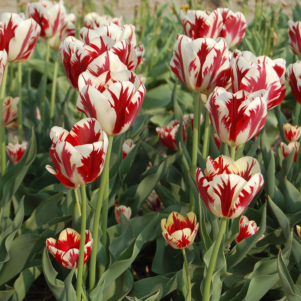 Tulip 'Grand Perfection' White Flower Farm