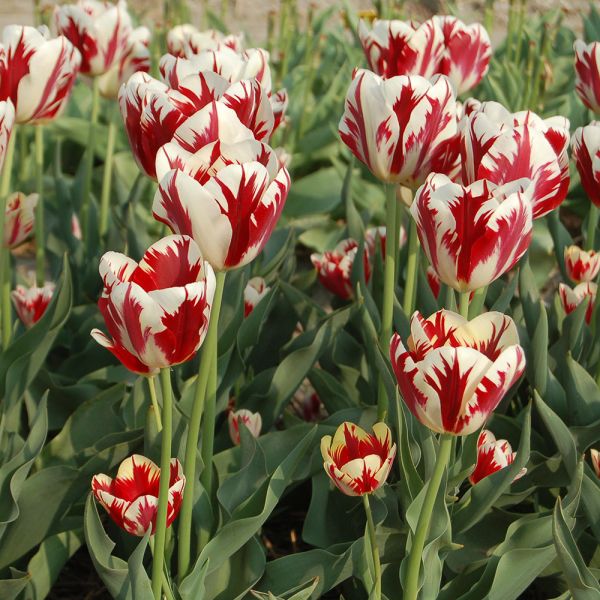 Tulip 'Grand Perfection' White Flower Farm