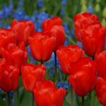  Tulip 'Lalibela'