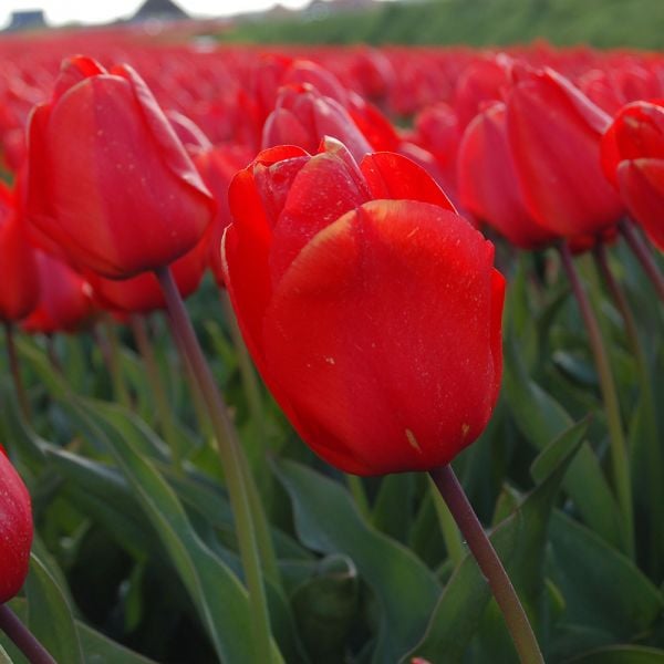 Tulip 'Lalibela' White Flower Farm