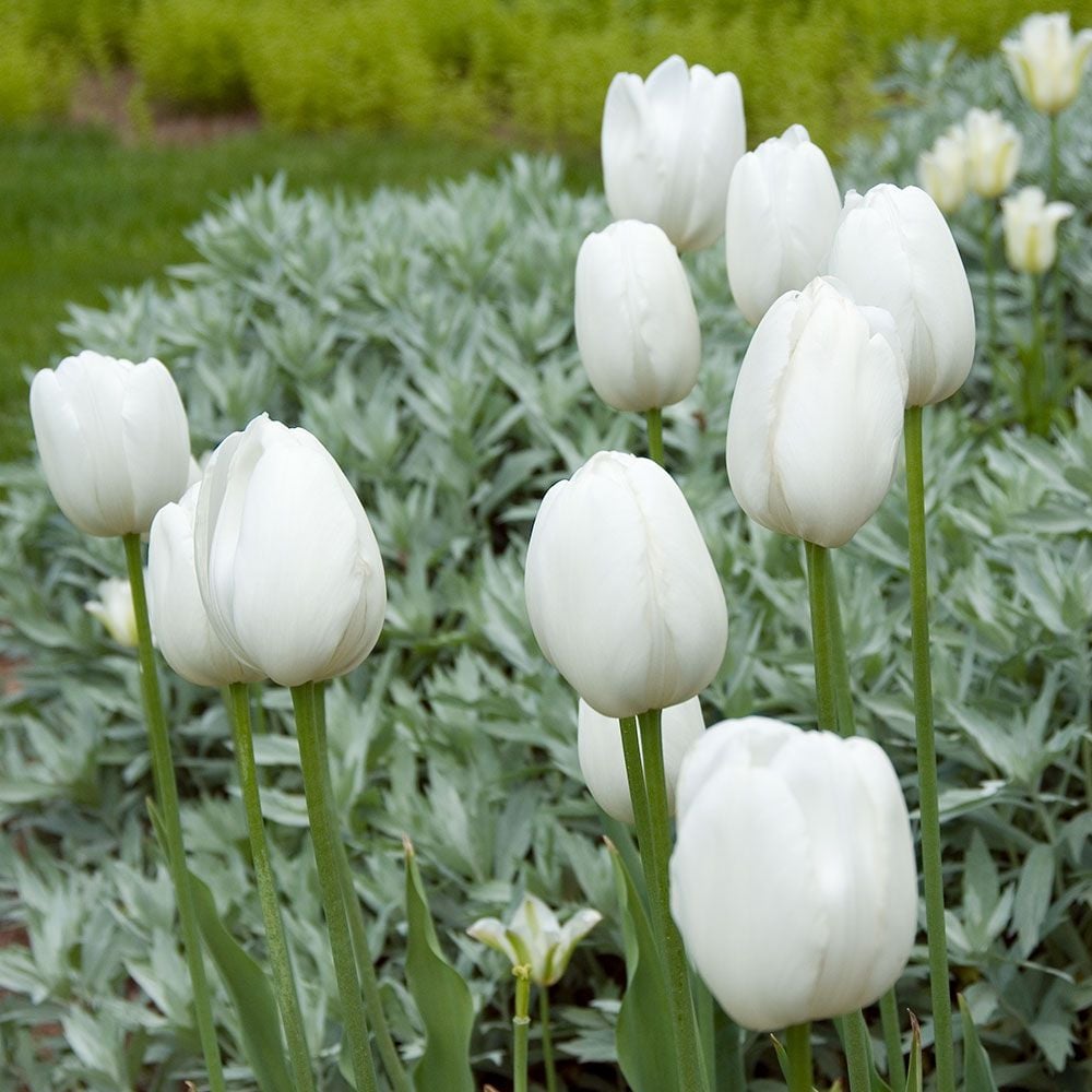 Tulip 'Maureen'