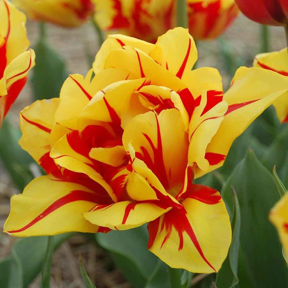 Tulip 'Monsella'