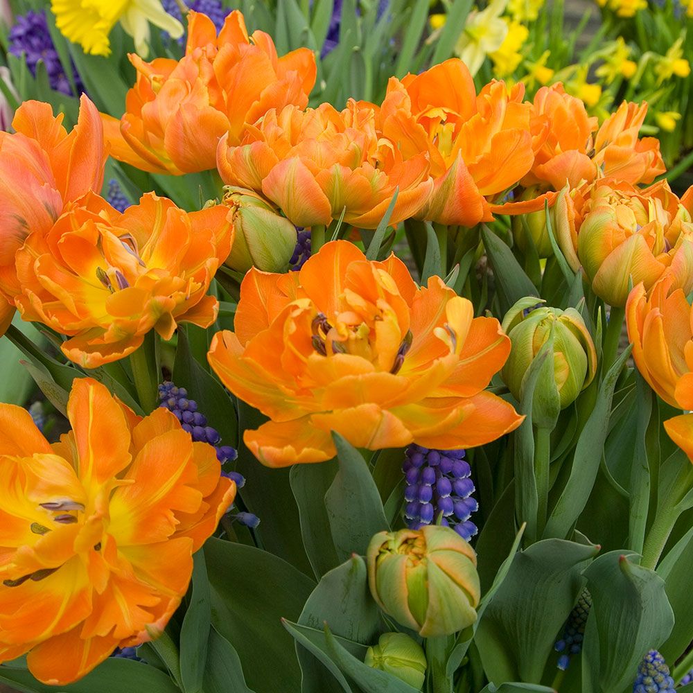 Tulip Orca  White Flower Farm