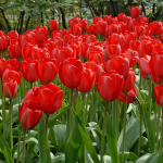  Tulip 'Red Impression'
