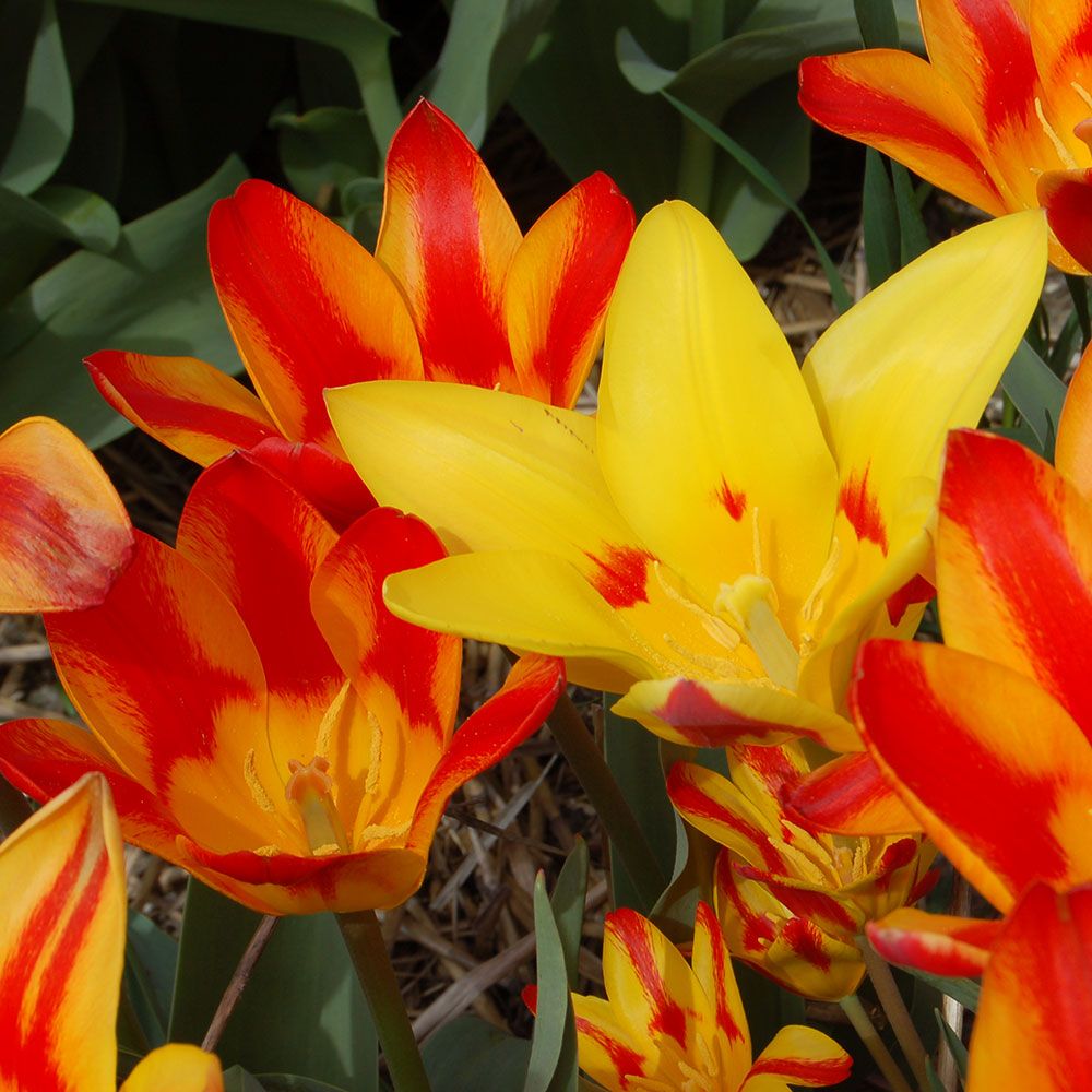Tulip tschimganica Spanish Flag White Flower Farm