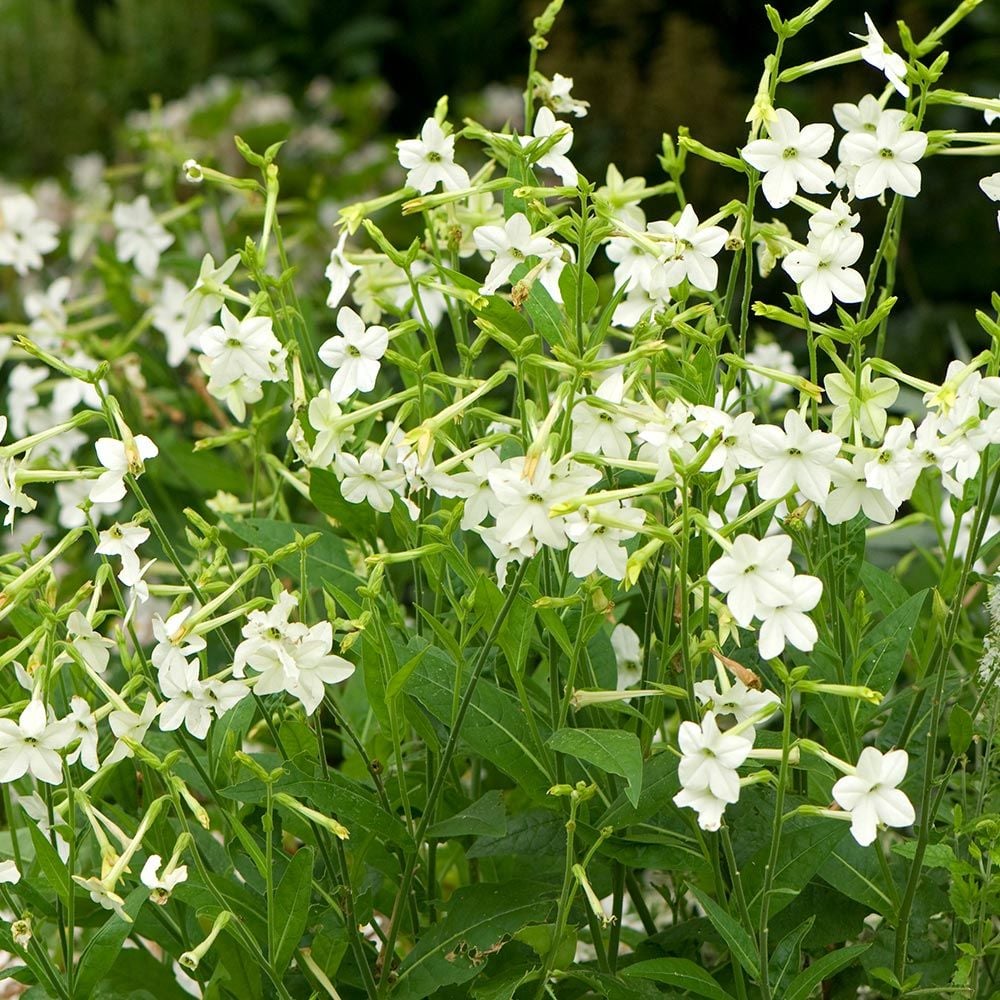 Nicotiana alata